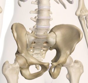 Slika 2 Prikaz sedalnih kostiju Izvor: http://www.innerbody.com
