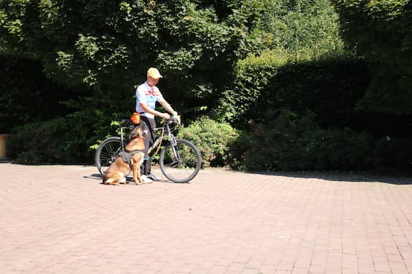Dresiranje psa da ide pored bicikla