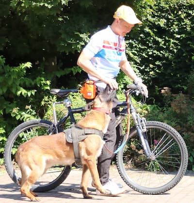 Dresiranje psa da ide pored bicikla
