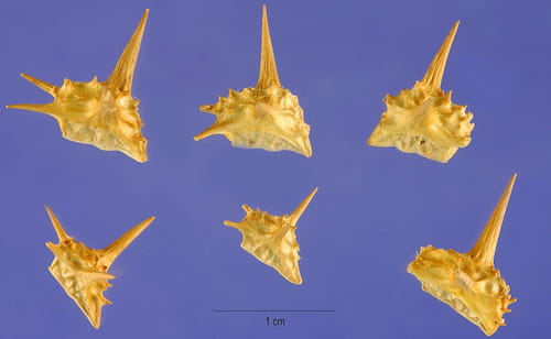Babin zub (Tribulus terrestris)
